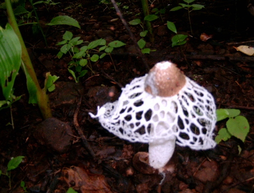 Order Phallales eFlora of India